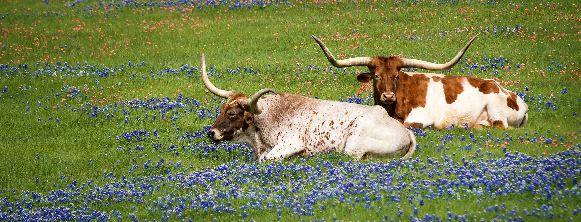 Two bulls sitting in a grassy field